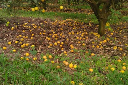 "Así quedó el limón el año pasado con los limones en el piso pudriéndose porque no conseguimos personal para cosechar. Hoy la plantación está totalmente destruida", dijo el productor Ricardo Ranger