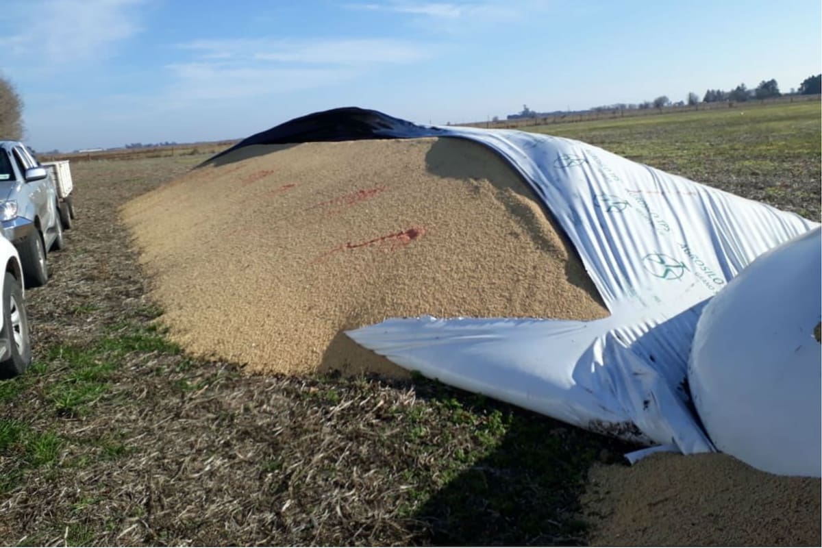 Así quedó el silobolsa roto con el producto que evita la comcerialización