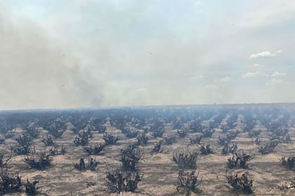 Así quedó un campo, tras el paso del fuego en Corrientes