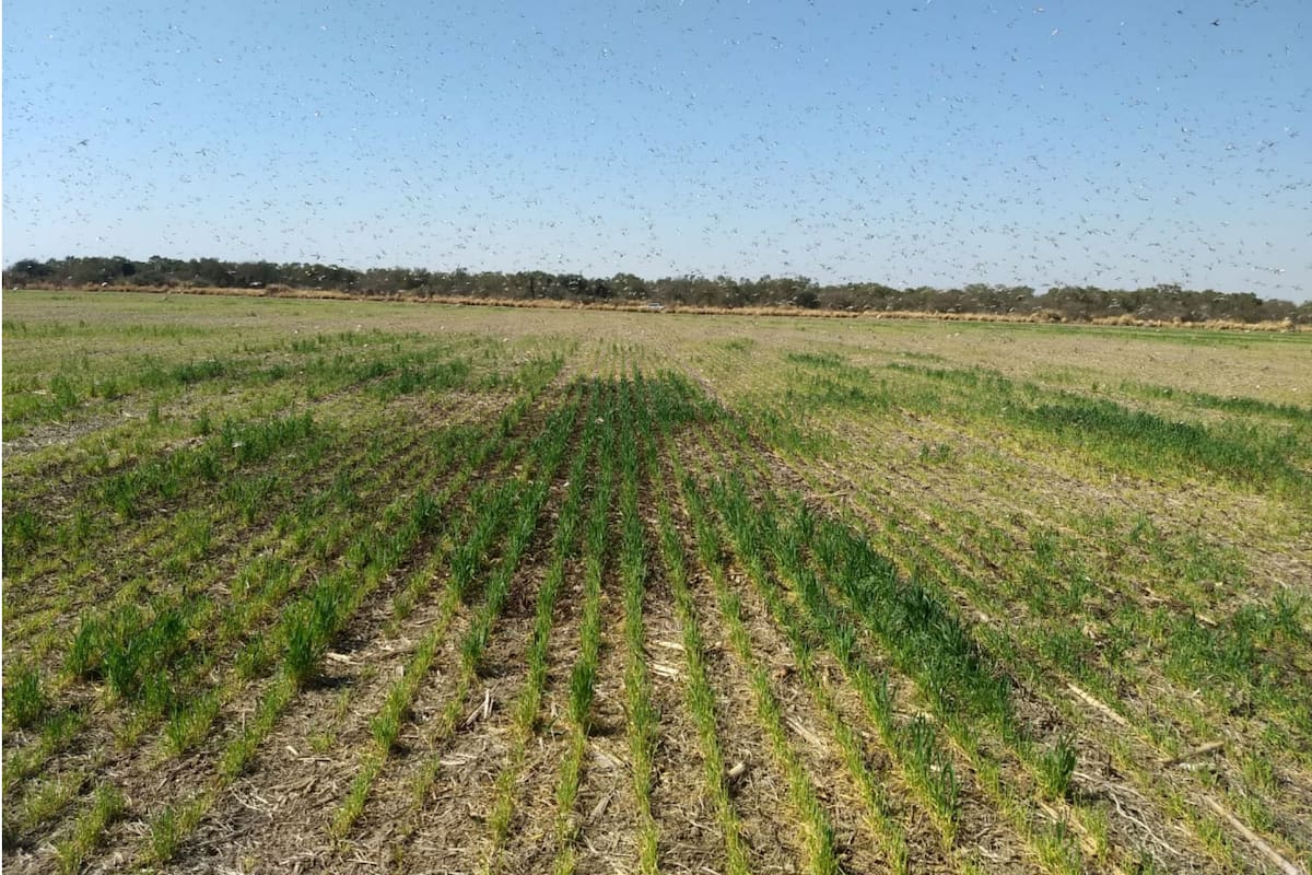 Así quedó un sembradillo de Córdoba tras el paso de las langostas