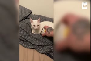 Así reaccionó una gata sorda cuando su dueña la despertó con su comida favorita