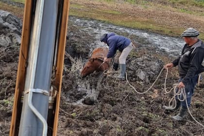 Así sacan animales empantanados