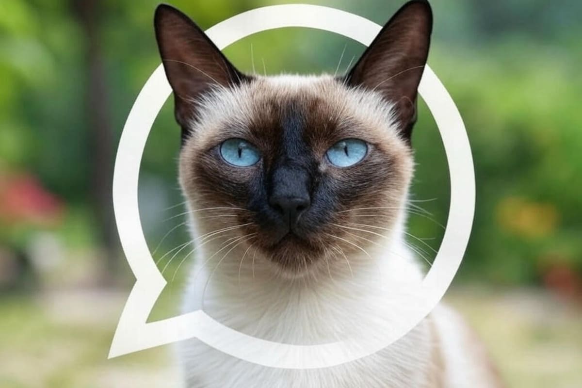 Así se activa el "modo gato siamés" en WhatsApp