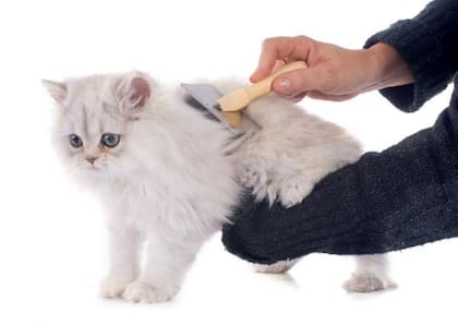 Así se cepilla un gato según una experta
