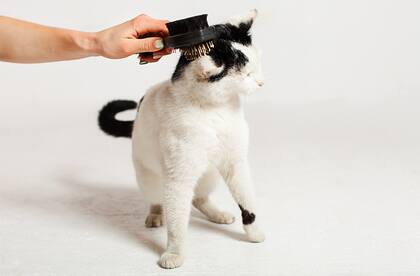 Así se cepilla un gato según una experta