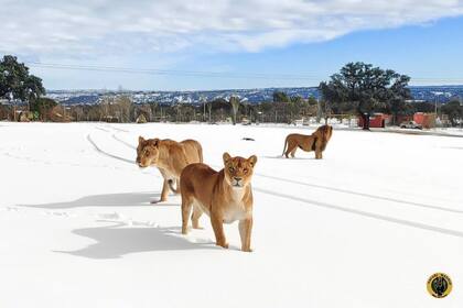 Así se cubrió de nieve el Safari Madrid durante Filomena