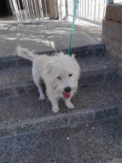 Así se encontraba el perro al ingreso de la escuela