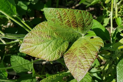 Así se manifiesta el hongo en la hoja de soja