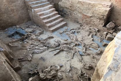 Así se ubicaron los restos de los animales antes de ser enterrados
