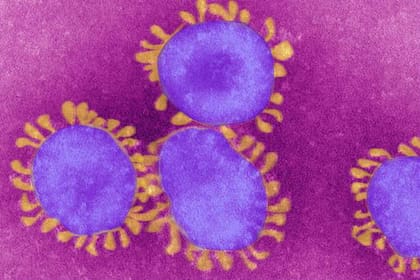 Así se ve el coronavirus bajo el microscopio