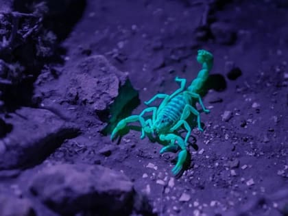 Así se ve un alacrán al ser apuntado con una linterna UV