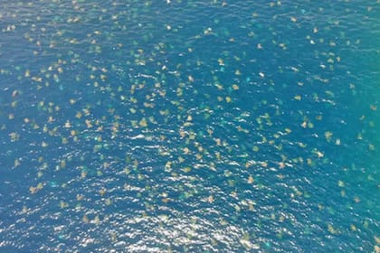 Así se ve una colonia de tortugas marinas gigante desde una toma aérea hecha por un drone