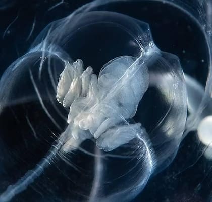 Así se ve Zancleopsis grandis, la nueva especie marina que fue descubierta en Florida