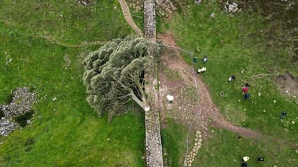 Así se veía el árbol tras ser vandalizado