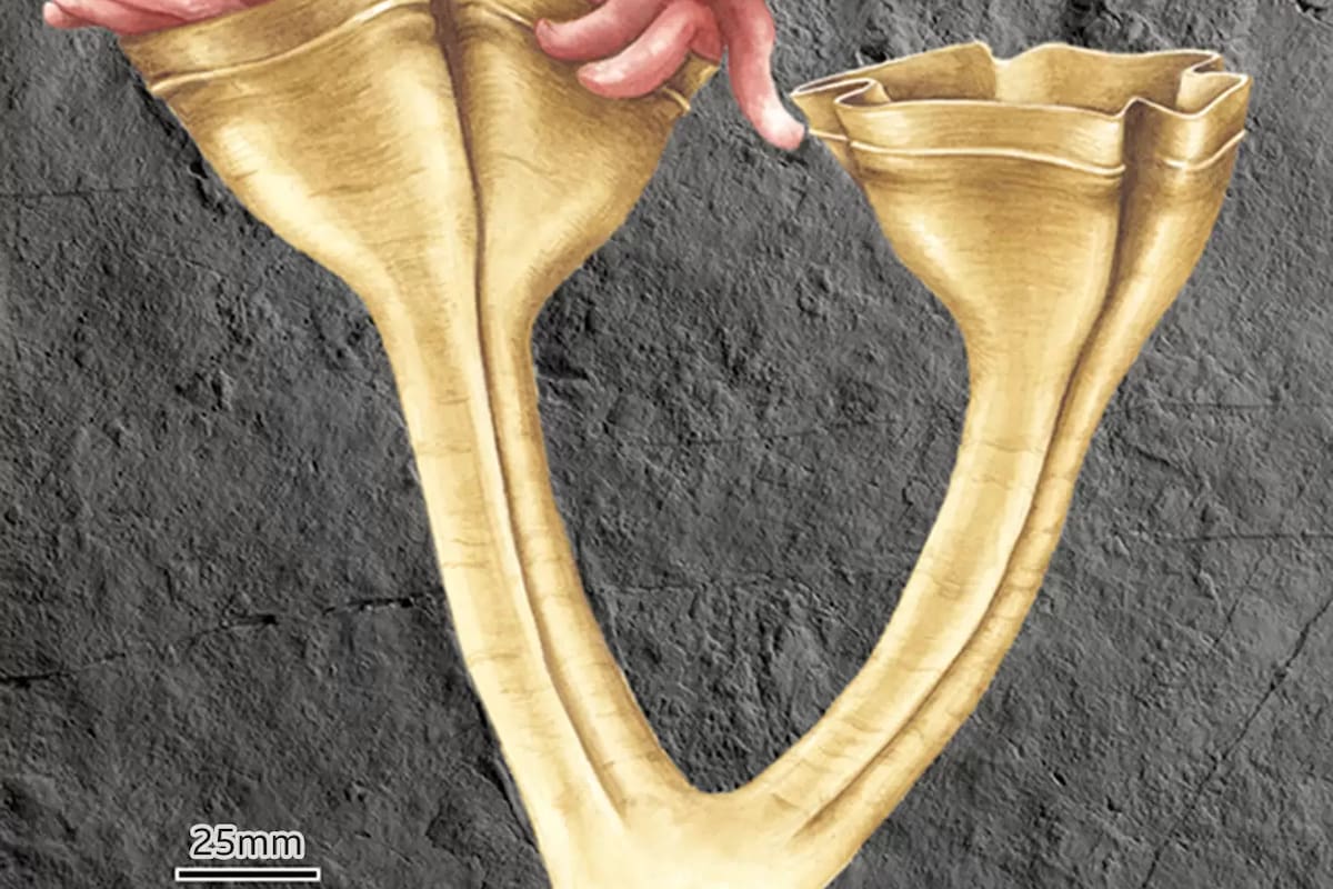 Así se veía la Auroralumina attenboroughii hace 560 millones de años.