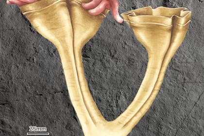 Así se veía la Auroralumina attenboroughii hace 560 millones de años.