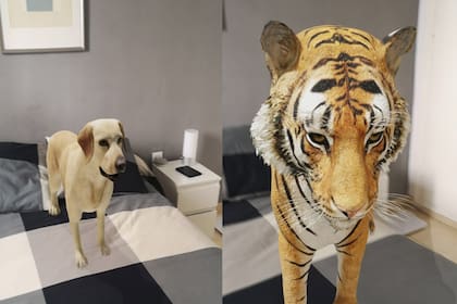 Así se ven los animales 3D con la realidad aumentada de Google