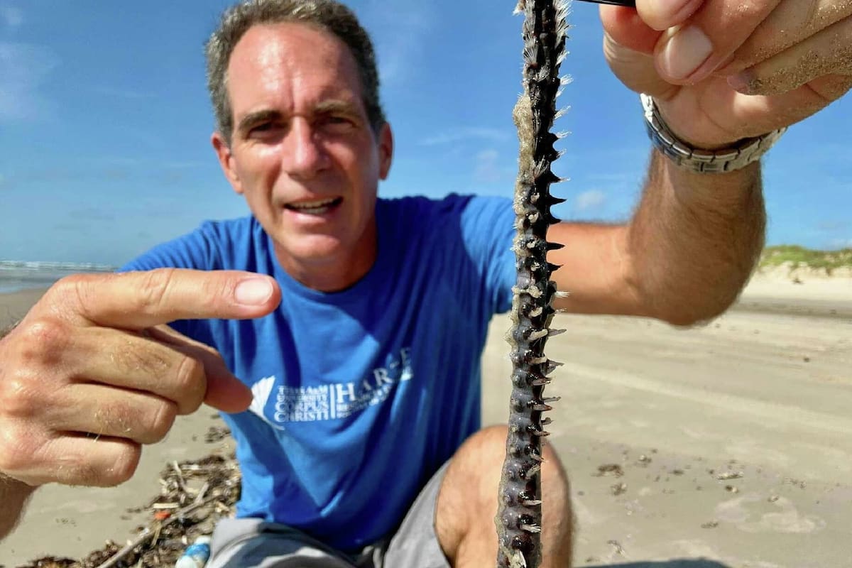 Así se ven los gusanos de fuego que se encuentran en las playas de Texas