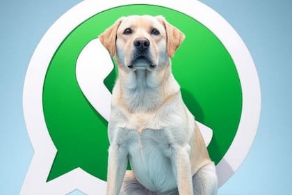 Así se vería el "modo perro"