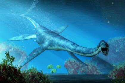 Así se vería un elasmosaurus nadando en el mar durante el Cretaceo; el encontrado en Chubut es de otro tipo, dentro de esa misma especie