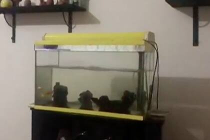 Así se vivió el sismo en un departamento de Turquía