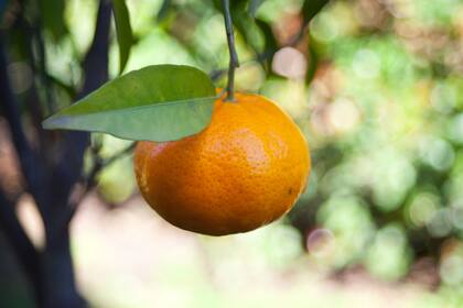 Así te ayuda la mandarina a mantenerte joven