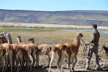 Así trabajan con los guanacos