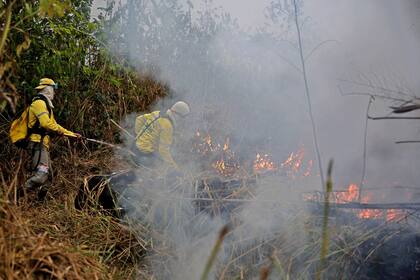 Así trabajan los bomberos brasileños en el Amazonas