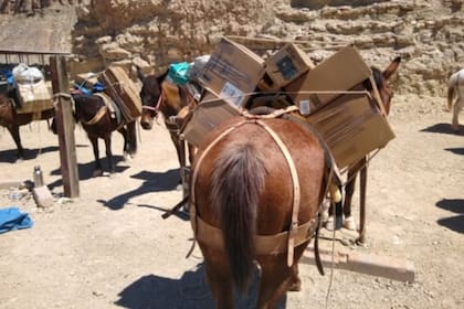 Así van cargadas las mulas en Supai, para entregar sus paquetes