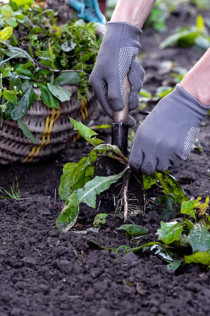 Asignarle un lugar especial en la huerta, separado de otros cultivos