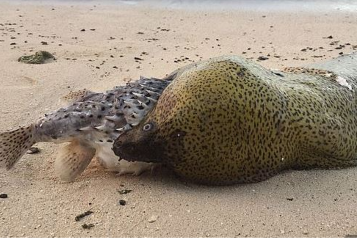 Asombrosa pelea entre un anguila y un pez globo con un final jamás antes visto. Fuente: RT