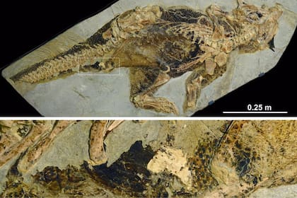 Aspecto de la cloaca reconstruida a partir del fósil de dinosaurio