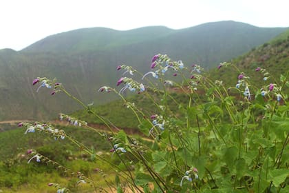 Aspecto general de la Salvia messii con flores