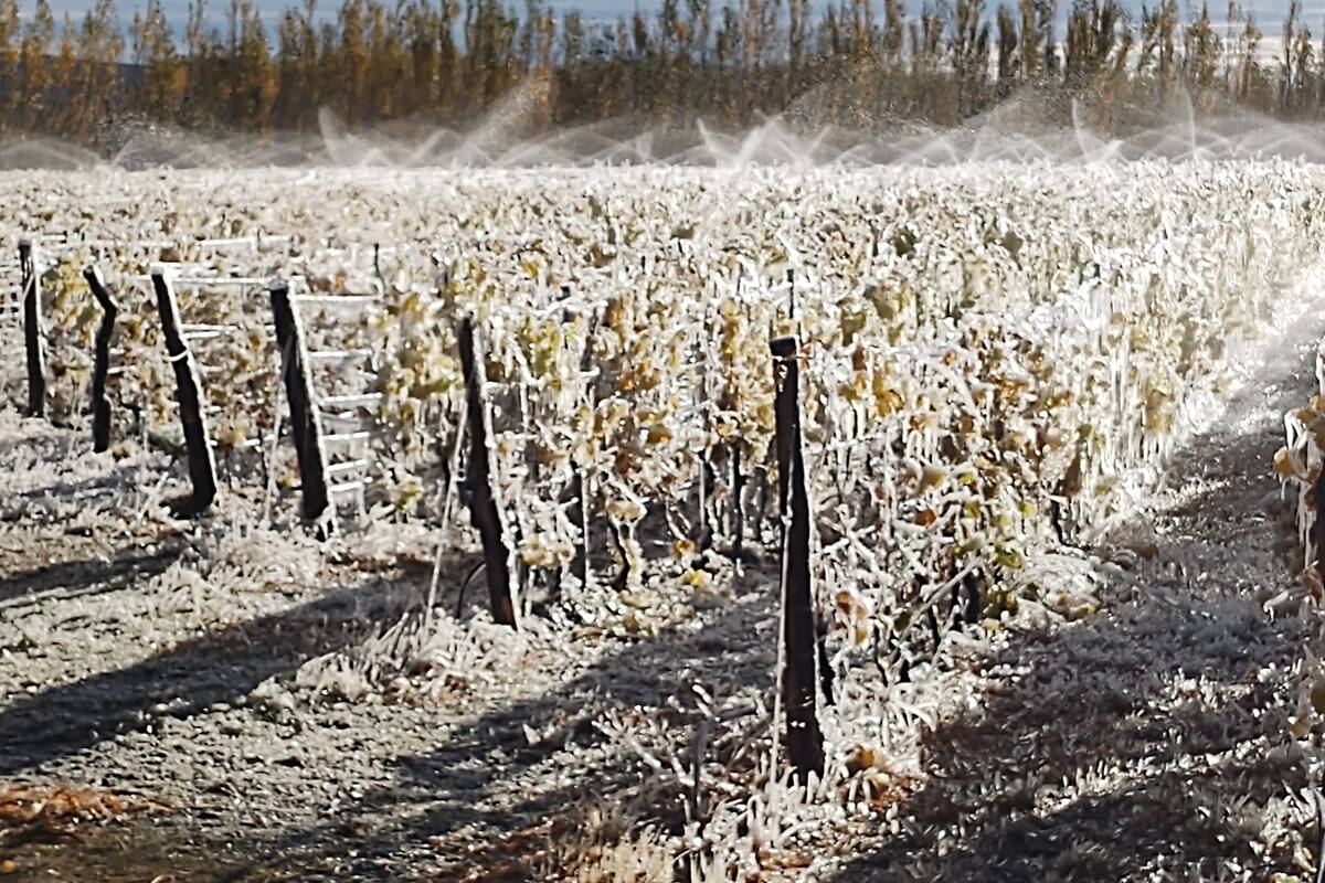 Aspersores mojando las vides, para proteger los frutos de la helada