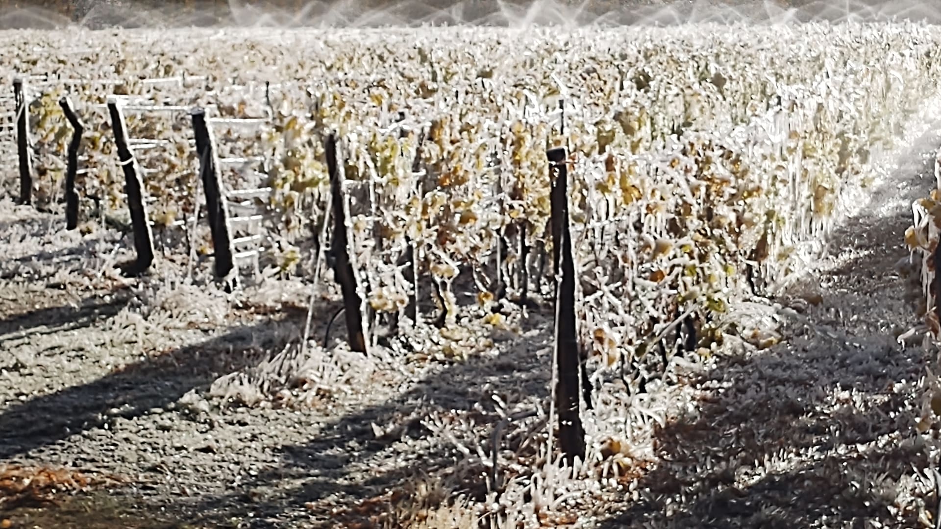 Aspersores mojando las vides, para proteger los frutos de la helada