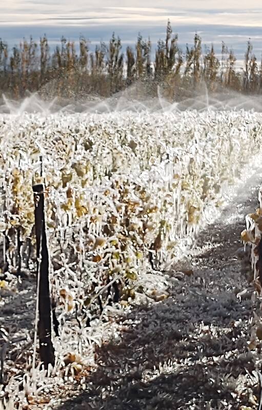 Aspersores mojando las vides, para proteger los frutos de la helada