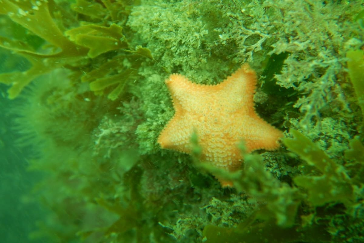 Asterina fimbriata es una estrella de mar muy pequeña.