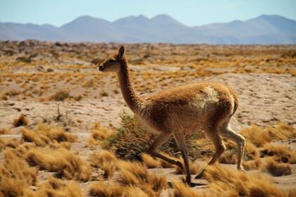 Atacama es el lugar más seco de la tierra, exceptuando algunos valles antárticos