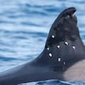 Hirieron a la orca más longeva del Mediterráneo y buscan al culpable: tiene 60 años y le dispararon diez veces