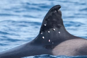 Hirieron a la orca más longeva del Mediterráneo y buscan al culpable: tiene 60 años y le dispararon diez veces