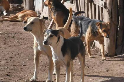 Ataque de perros. Fuente: Diario Río Negro