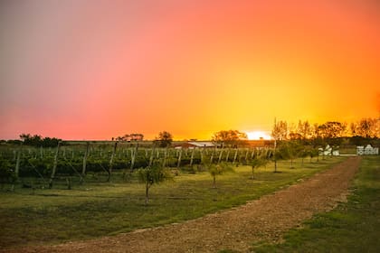 Atardecer entre las vides de Urdinarrain.
