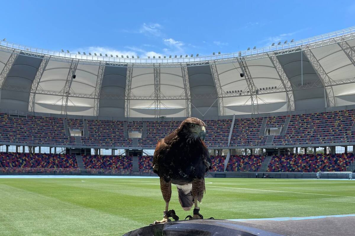 Atenas, la gavilana que custodia el césped del estadio Madre de Ciudades, de Santiago del Estero