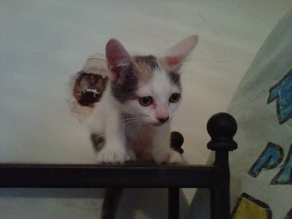 Atenea, con pocos meses de vida.