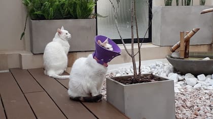 Atenea y Sócrates