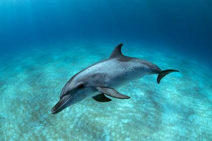 En Japón, un grupo de buceadores captaron el momento exacto cuando un delfín bostezó