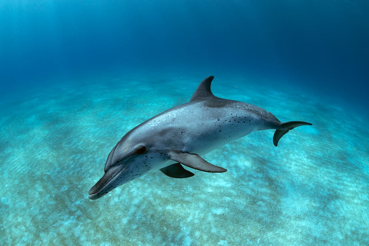 Atlantic spotted dolphin in the Bahamas