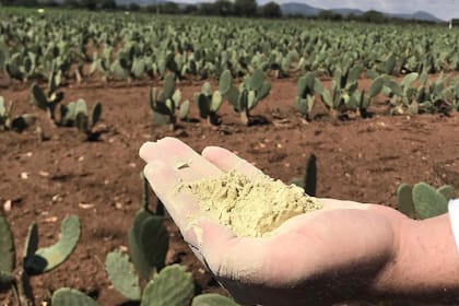 Atrás, un campo de nopal utilizado para la fabricación de Desserto®.