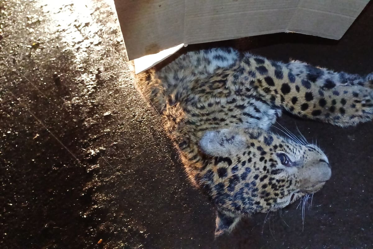 Atropellaron a una cachorro de yaguareté en Misiones
Foto: El Territorio