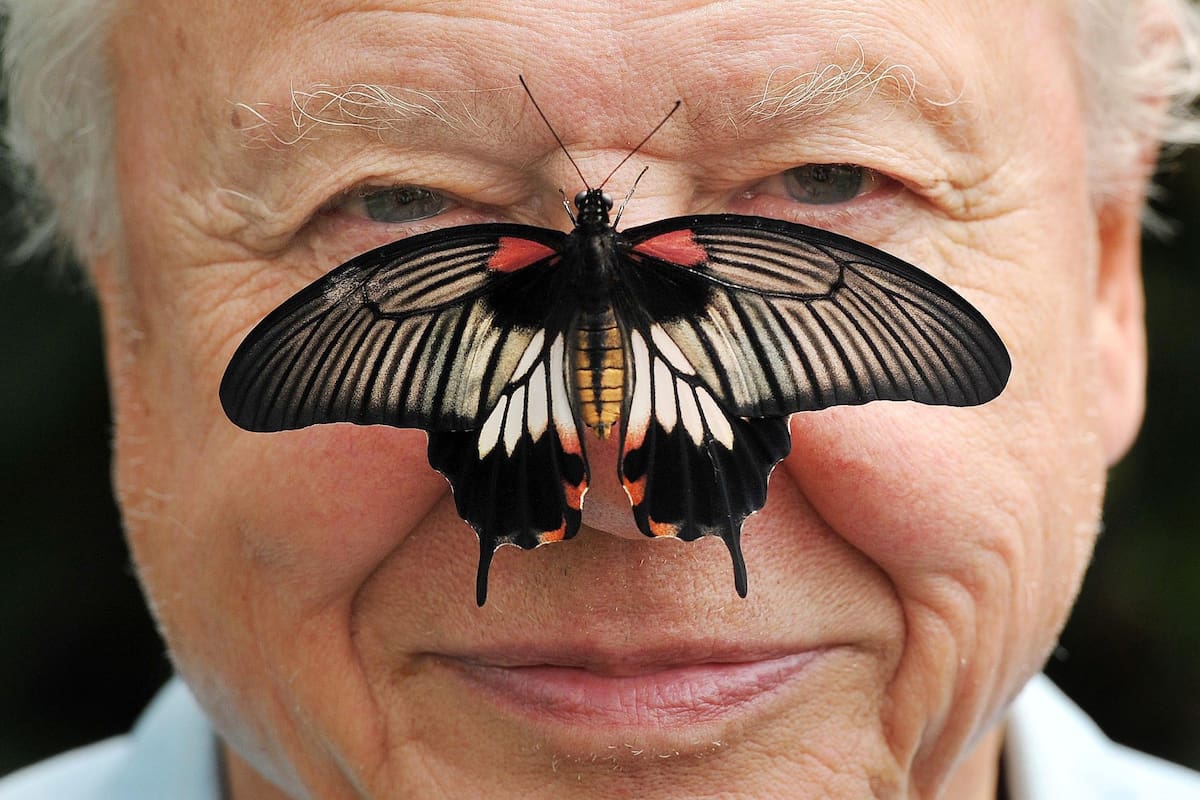 Attenborough ha pasado más de setenta años frente a los micrófonos y las cámaras de la BBC